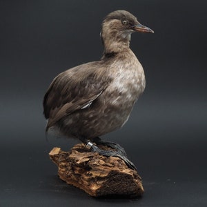 Peut inclure: Un oiseau brun et gris avec un bec noir et des marques blanches sur ses ailes, perché sur un morceau de bois flotté.