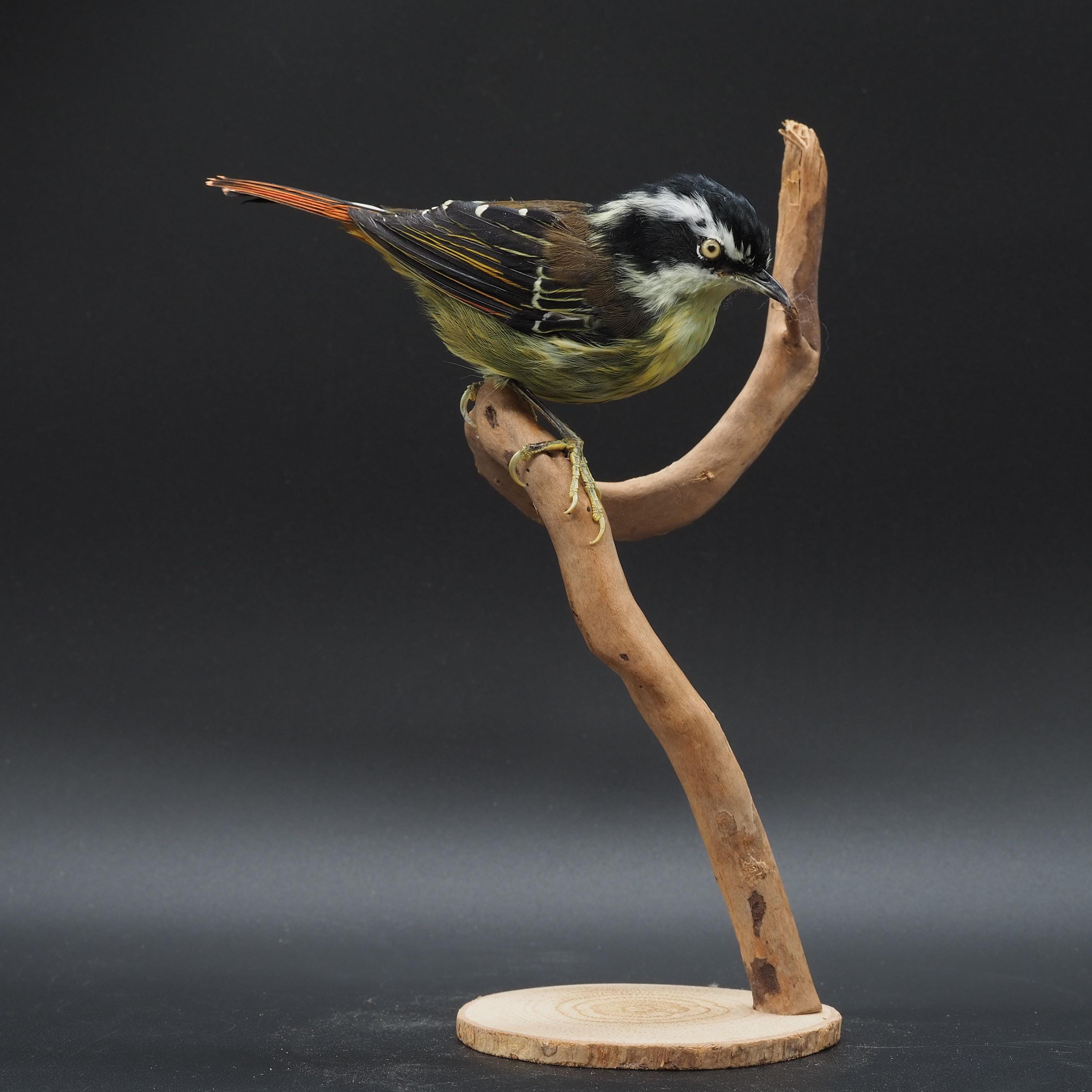 Taxidermy hummingbirds - Etsy 日本