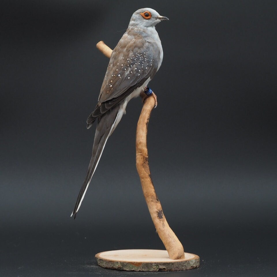 Diamond dove cheap toys