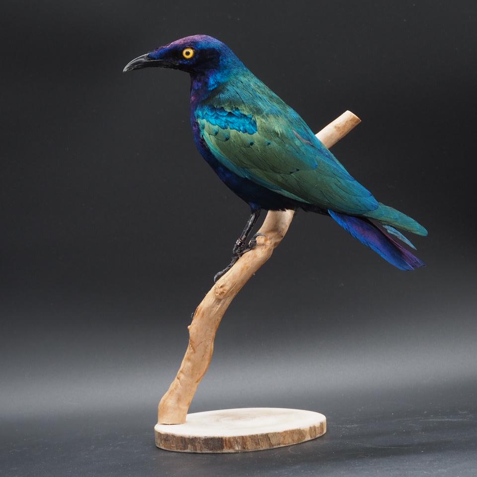 Taxidermy hummingbirds - Etsy 日本