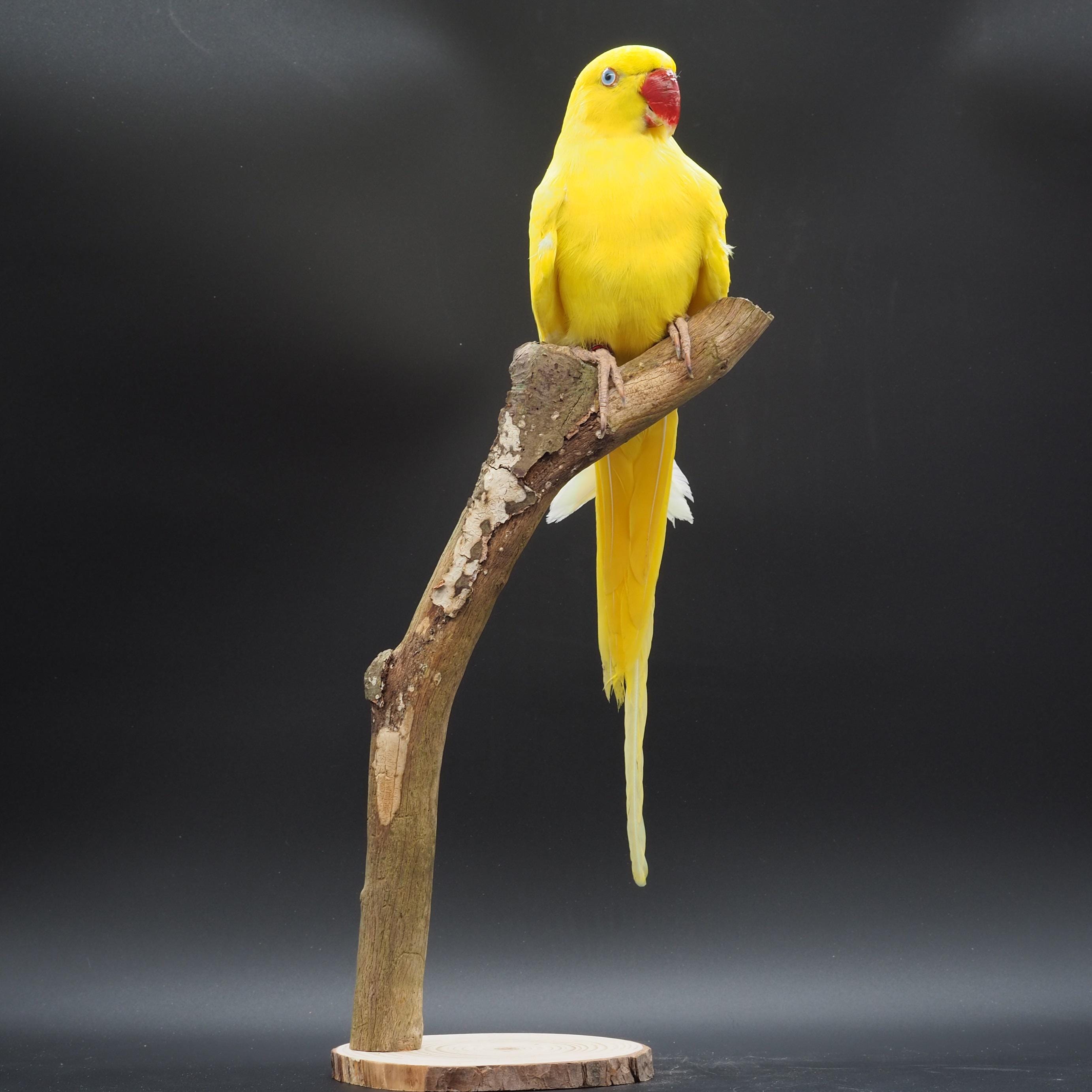 Indian Ringneck White Alexandrine Parrot Indian Ringneck Loves