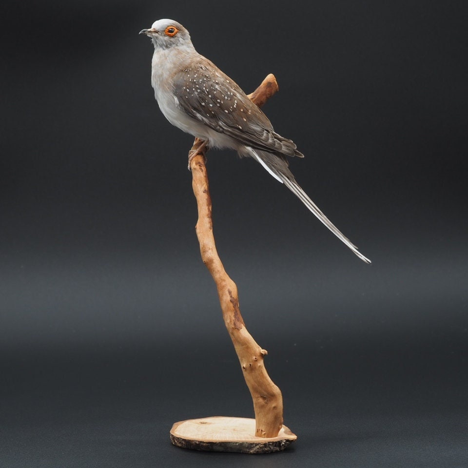 Stuffed Diamond Dove Real Taxidermy Etsy Canada