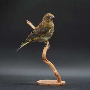 タイマイ剥製 Yahoo!オークション -「タイマイ 剥製」の落札相場・落札価格