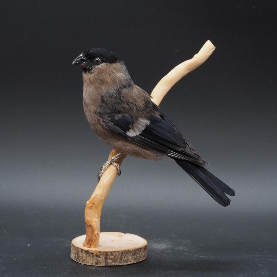 Bird skin taxidermy - Etsy 日本