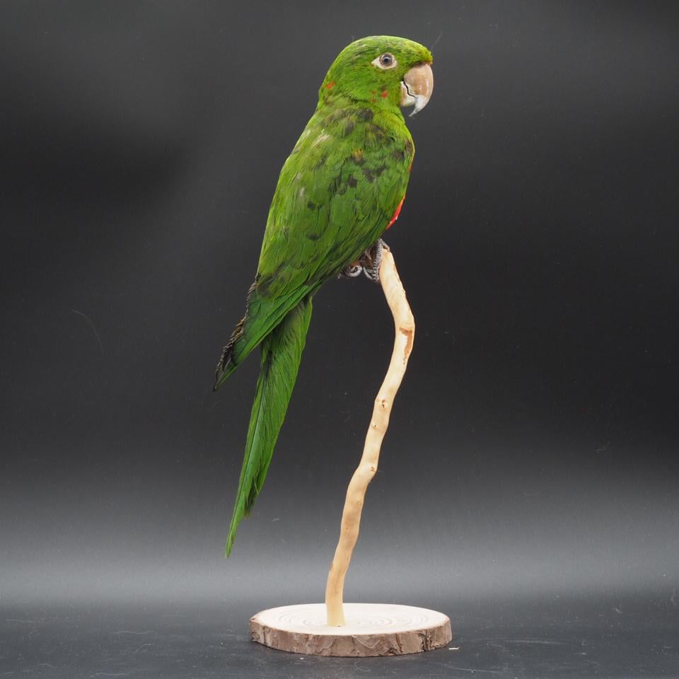 Antique taxidermy parrot - Etsy 日本
