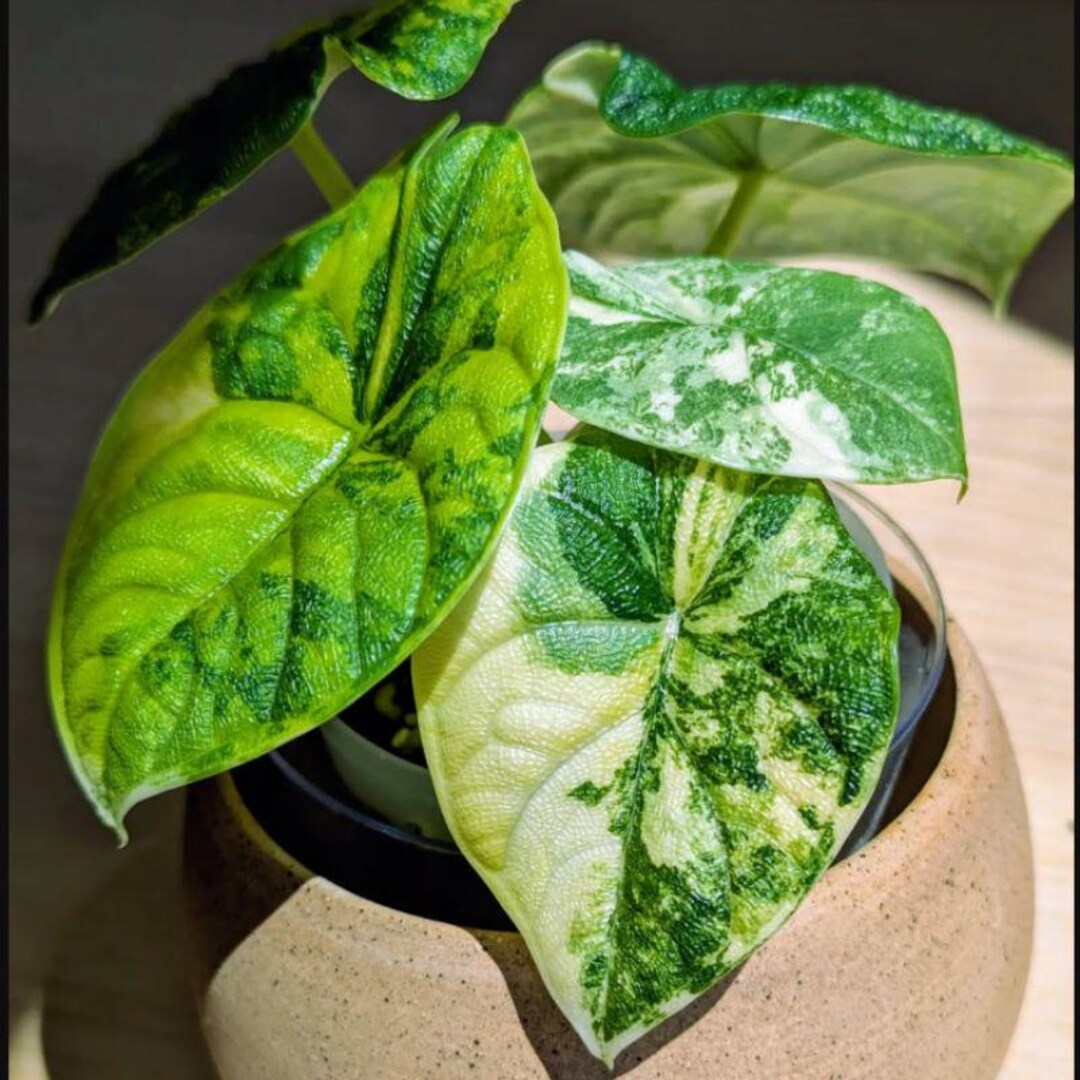 Alocasia Melo Aurea Variegated Planting Corms Bulbs - Etsy