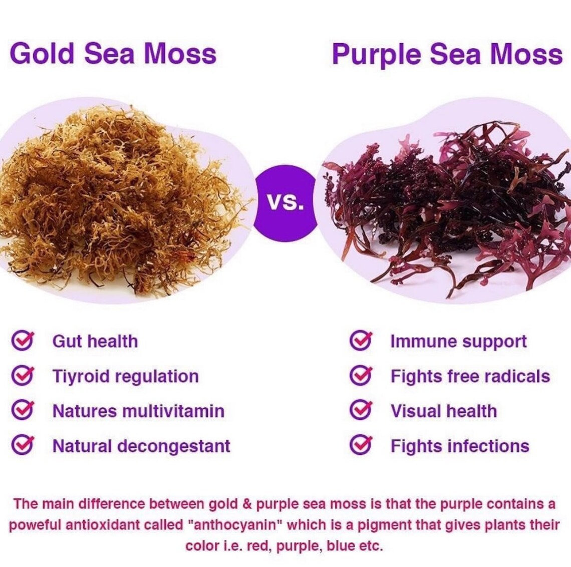 Premium Quality Wildharvested Purple Sea Moss Etsy