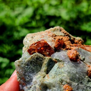 May include: A close-up of a rock with several orange-red crystals embedded in it. The rock is surrounded by a green, out-of-focus background.