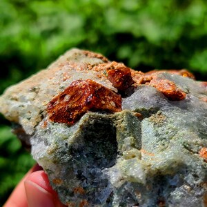 May include: A close-up of a rock with several small, red-brown crystals embedded in it. The rock is surrounded by a green, leafy background.