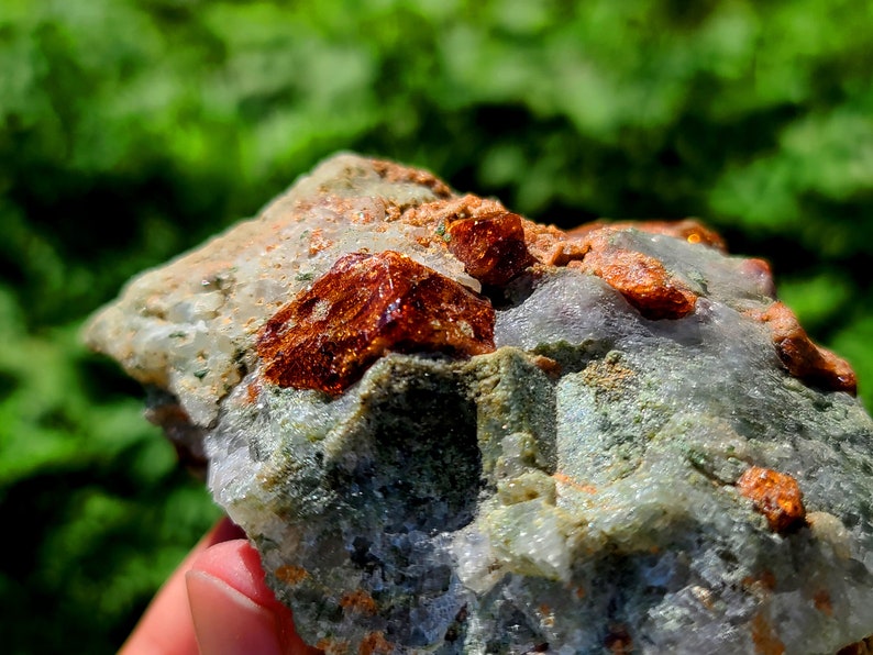 May include: A close-up of a rock with several small, red-brown crystals embedded in it. The rock is surrounded by a green, leafy background.