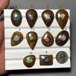 May include: A collection of ten polished opal gemstones in various shapes, including oval, teardrop, and rectangular. Each opal displays a unique play of color, set against a dark brown matrix. A US nickel coin is included for size reference.