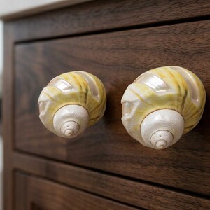 May include: Two cabinet knobs shaped like spiral seashells attached to a dark brown wooden drawer. The knobs feature a pearlescent white center with yellow and tan striped patterns along the outer whorls of the shell structure.