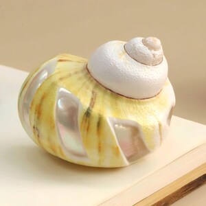 May include: A polished seashell featuring a white, textured spiral top and a yellow, rounded body with vertical, iridescent, pearlescent cut-out sections. The shell is positioned centrally, flanked by a green shell on the left and a partial shell on the right.