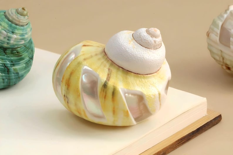 May include: A polished seashell featuring a white, textured spiral top and a yellow, rounded body with vertical, iridescent, pearlescent cut-out sections. The shell is positioned centrally, flanked by a green shell on the left and a partial shell on the right.