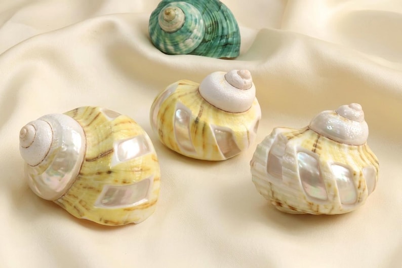 May include: Three polished seashells arranged on a soft fabric surface. Two shells are primarily yellow with iridescent white mother-of-pearl cutouts, while the third shell at the top is a solid, textured green with a spiral pattern.
