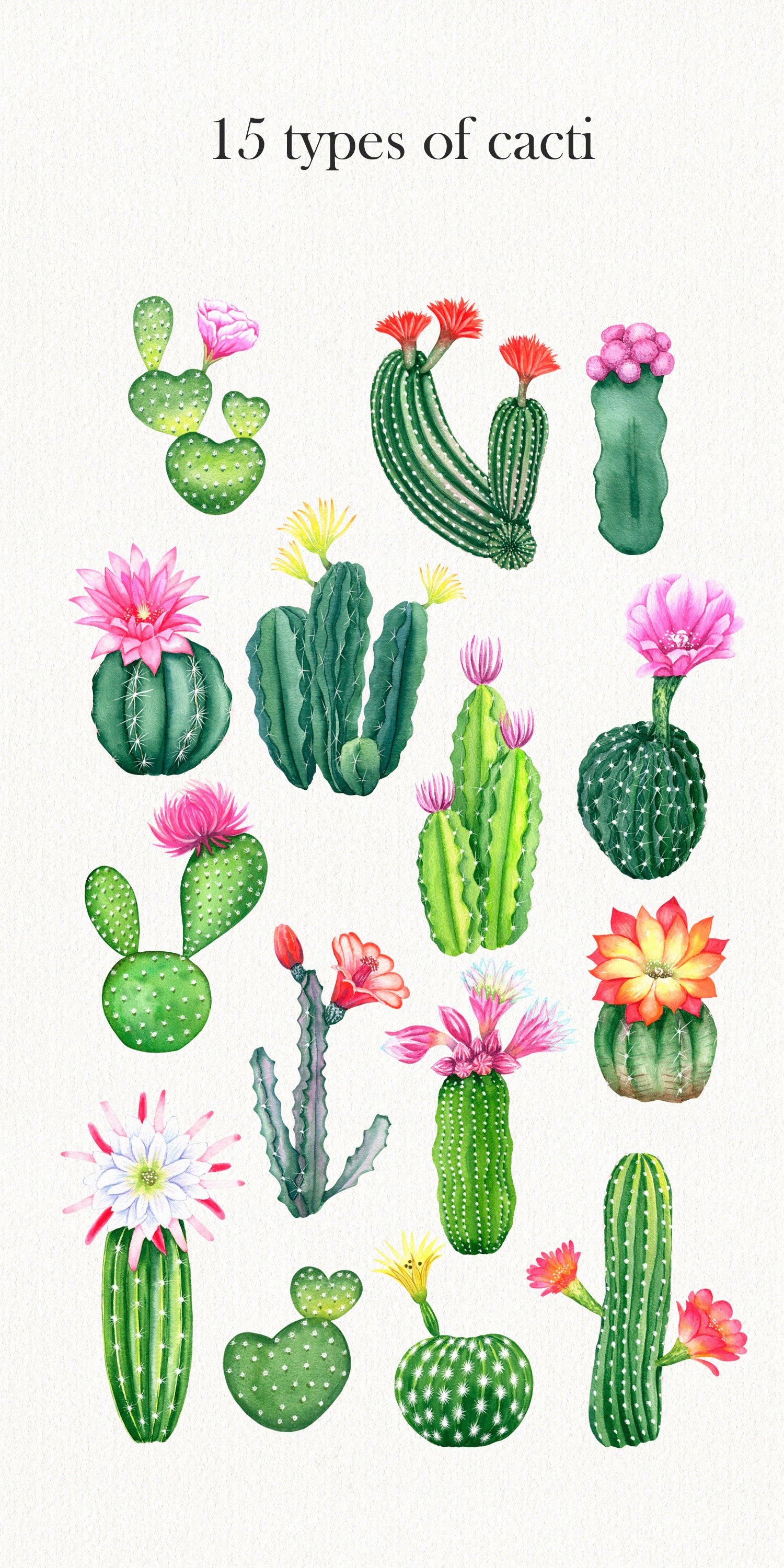 Watercolor Cactus Clipart Home Boho Clip Art Flowering Cacti | Etsy