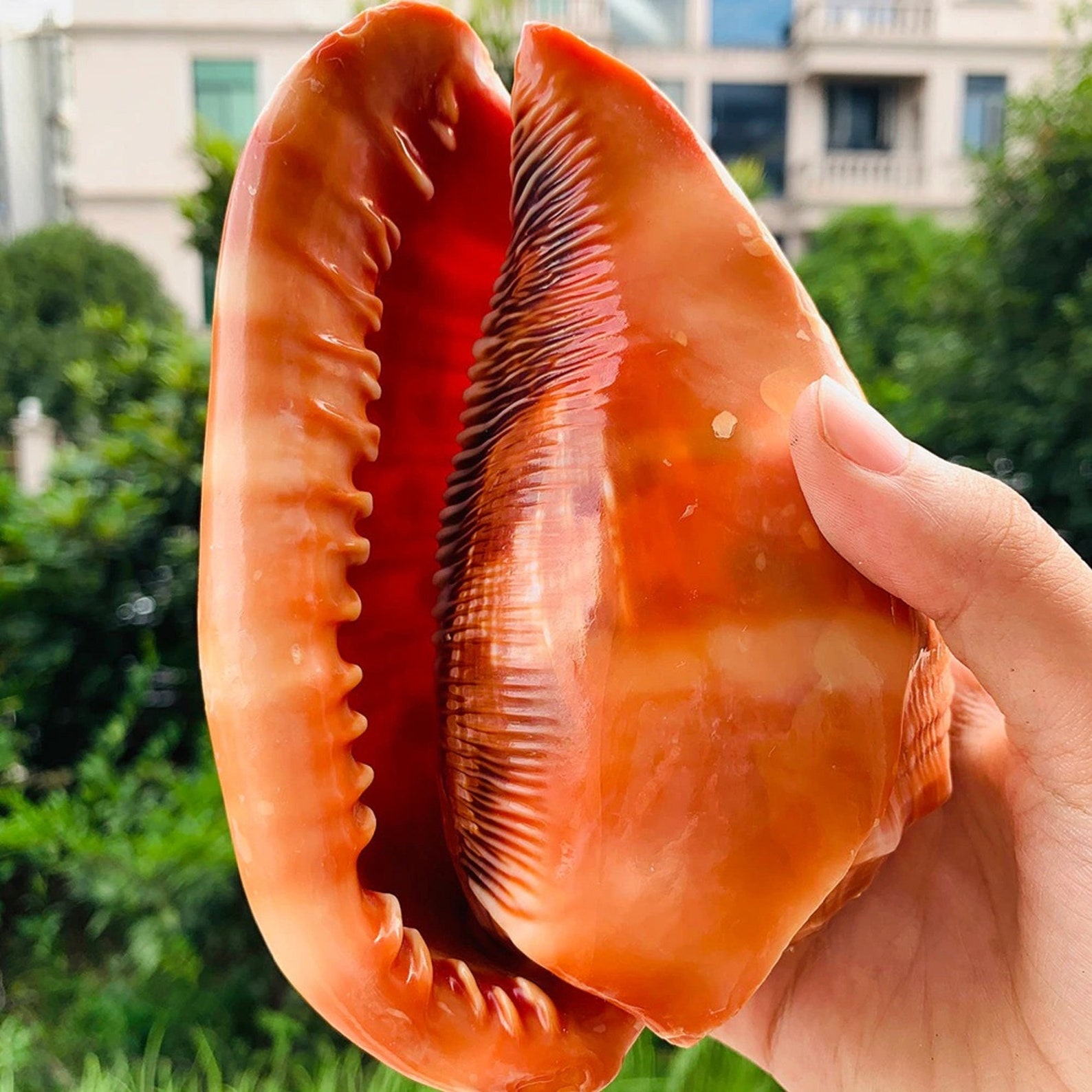 Natural Big Sea Shells Snail Wanbao Conch Nautical Home Etsy