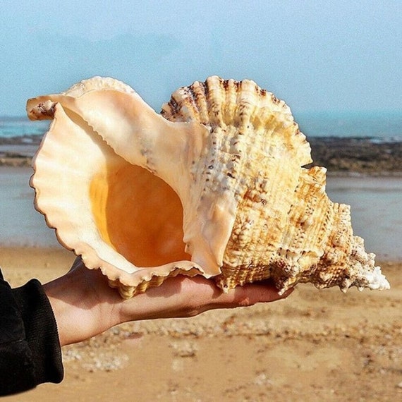 Concha de caracola Natural, decoración marina, concha de mar grande  encantadora para decoración, fiesta, regalo -  México