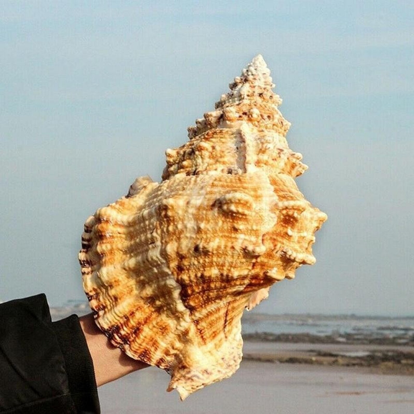 Natural Conch Shell Furnishing Marine Decoration Lovely Large Etsy UK