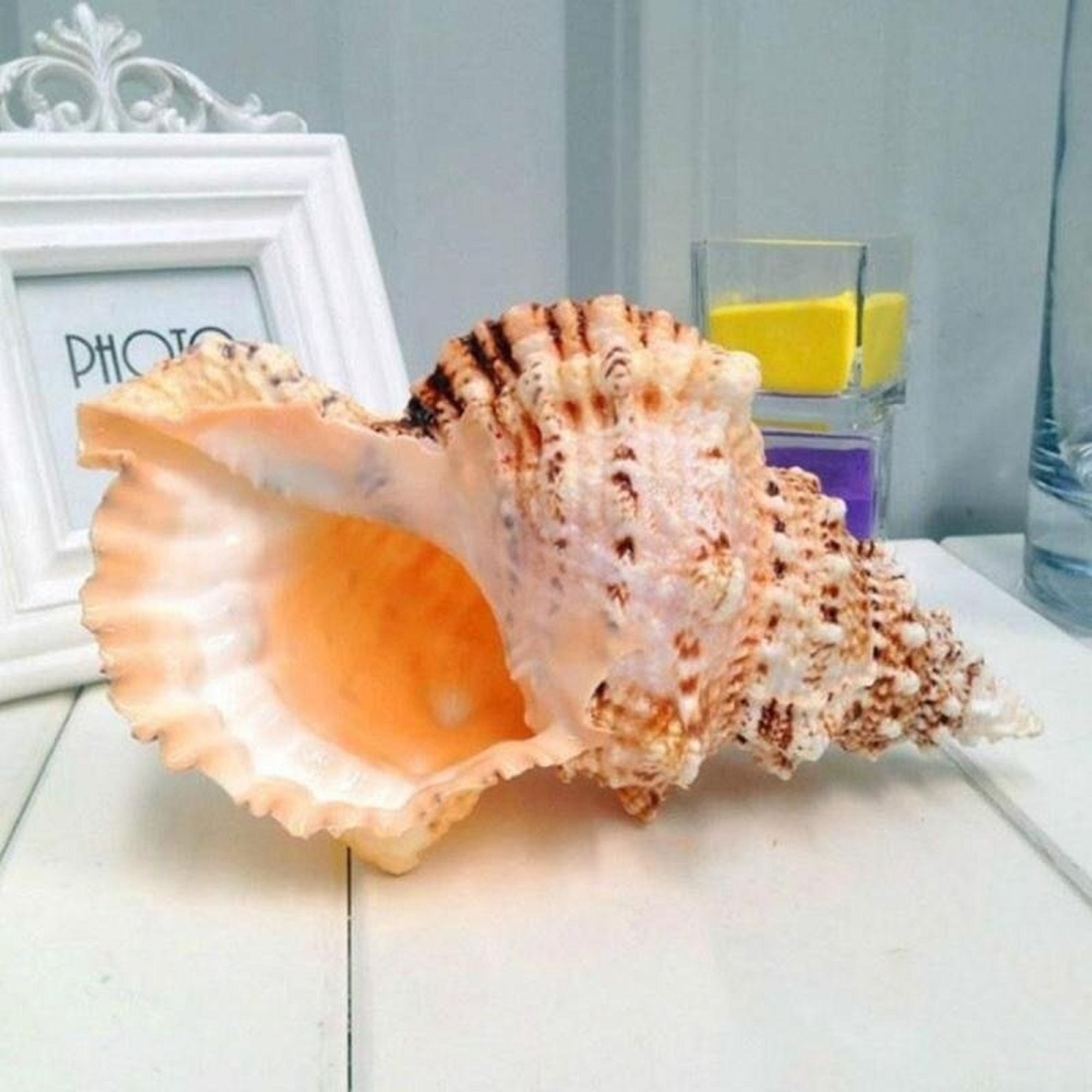 Natural Conch Shell Furnishing Marine Decoration Lovely Large Etsy UK