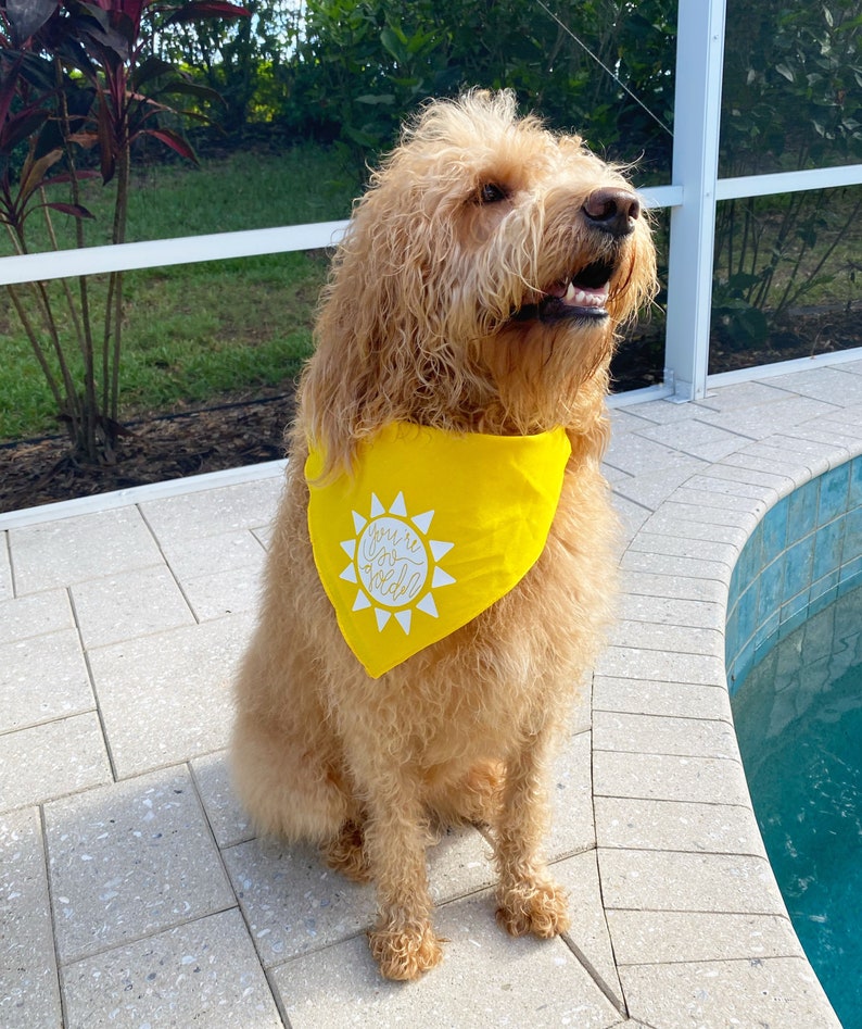 You\u2019re So Golden Dog Bandana Harry Styles Pet Accessory
