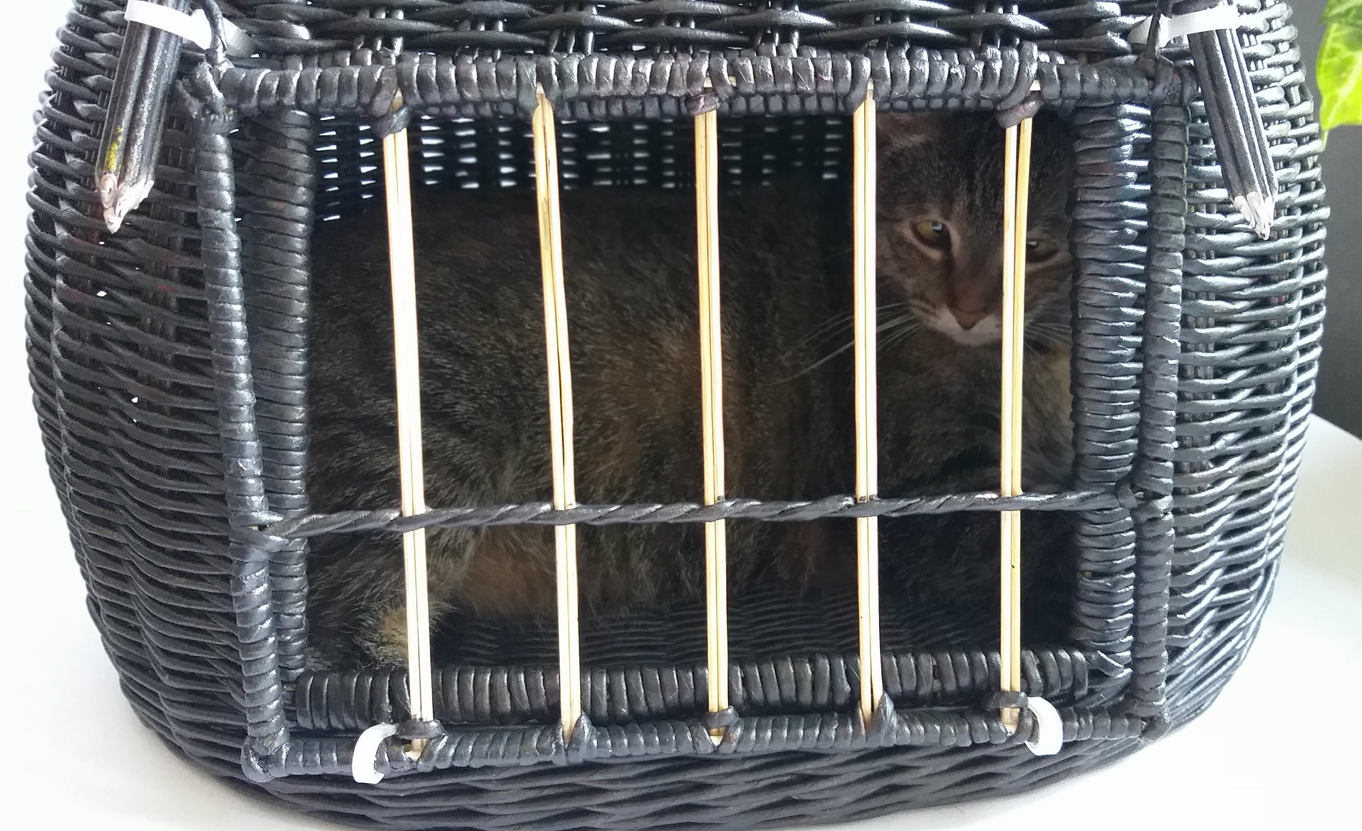 Pet carrier.Wicker pet carrier for cats.House for pet.Wicker Etsy