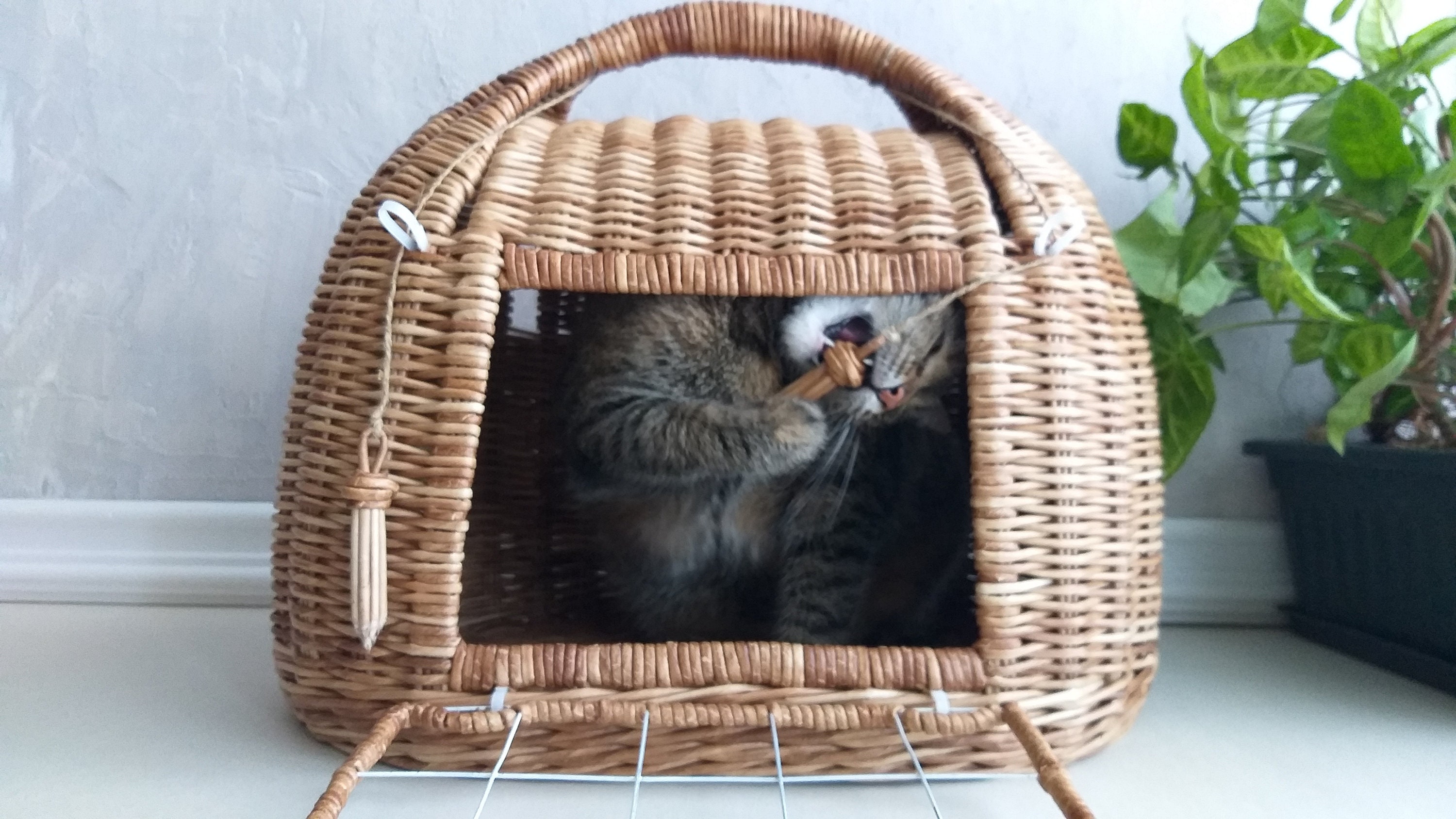 Cat carrier bed. Wicker pet basket. Etsy
