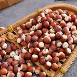 250g Qian Shi, Euryale Ferox Salisb Raposa Seca