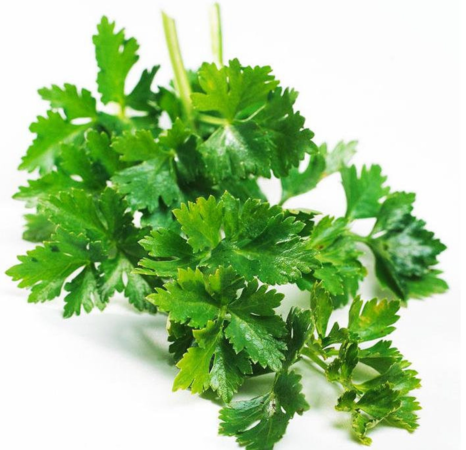 500g Pure Celery Powder Apigenin Celery Powder Etsy UK