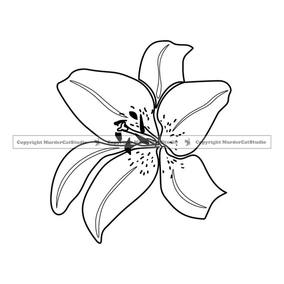 Water Lily 3 Flower Plant Tree Nature Lilly Pad Detailed Etsy Denmark
