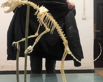 Animal Skeleton - Etsy
