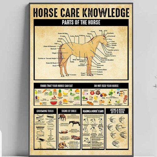Veterinarian Horse Caring Knowledge Poster Black/White Satin Poster No Frame 