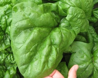 USA SELLER Noble Giant Spinach 100 seeds HEIRLOOM Spinacia oleracea