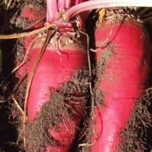 USA SELLER Red Mammoth Fodder Beet 50 seeds HEIRLOOM Beta vulgaris subsp. vulgaris