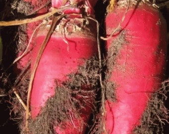 USA SELLER Red Mammoth Fodder Beet 50 seeds HEIRLOOM Beta vulgaris subsp. vulgaris