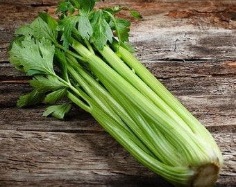 USA SELLER Pascal Celery 300 seeds HEIRLOOM Brassica oleracea