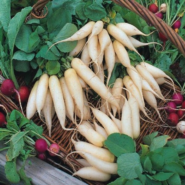 USA SELLER White Icicle Radish 50 seeds HEIRLOOM Raphanus sativus