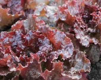 USA SELLER Red Sails Lettuce 200 seeds HEIRLOOM Lactuca sativa