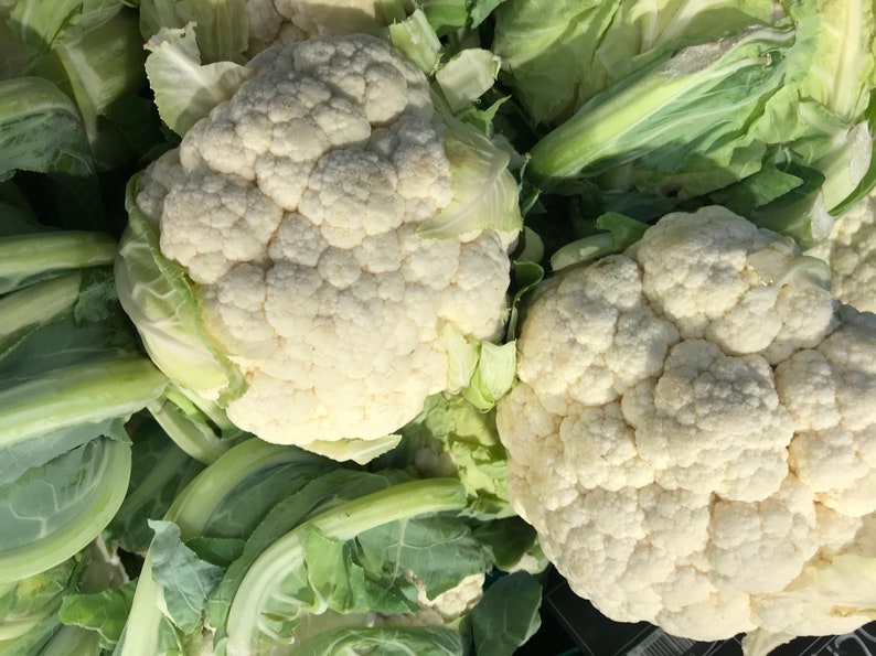 USA SELLER Snowball Self Blanching Cauliflower 100 seeds | Etsy