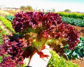 USA SELLER Selway Lettuce 200 seeds HEIRLOOM Lactuca sativa