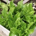see more listings in the Lettuce section