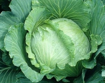 USA SELLER All Seasons Cabbage 200 seeds HEIRLOOM Brassica oleracea var. capitata