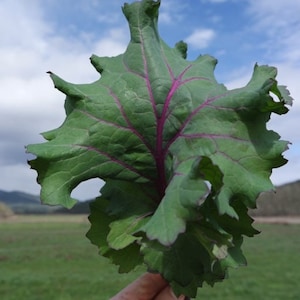 USA SELLER Simone Broadleaf Kale 25 seeds HEIRLOOM Brassica oleracea var