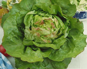 USA SELLER Blush Butter Cos Lettuce 200 seeds HEIRLOOM (Lactuca sativa)