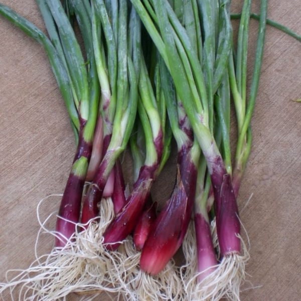 USA SELLER Scarlet Bandit Red Bunching/Green Onion 100 seeds HEIRLOOM Allium cepa