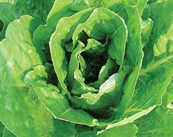 USA SELLER Giant Caesar Lettuce 200 seeds HEIRLOOM Lactuca sativa