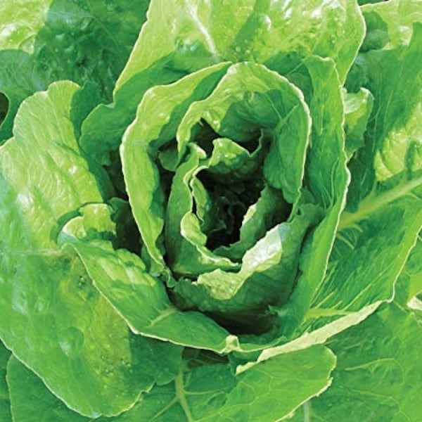 USA SELLER Giant Caesar Lettuce 200 seeds HEIRLOOM Lactuca sativa