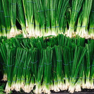 USA SELLER Nebuka Bunching/Green Onion 100 seeds HEIRLOOM Allium cepa