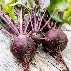 May include: Close-up of freshly harvested beets with vibrant purple roots and stems, and green leaves. The beets are a deep reddish-purple color, with visible root hairs. The image is taken outdoors on a weathered wooden surface.