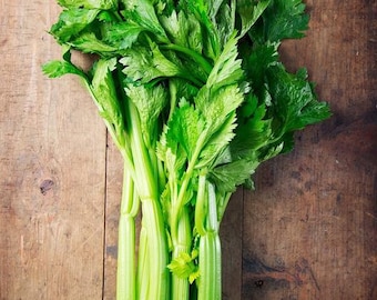 USA SELLER Tall Utah Celery 300 seeds HEIRLOOM Brassica oleracea